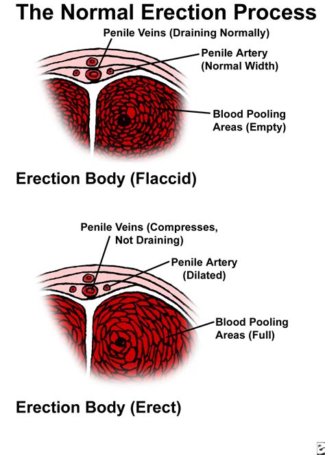 dick cock|Penis: Anatomy, Picture, Erection, and Ejaculation